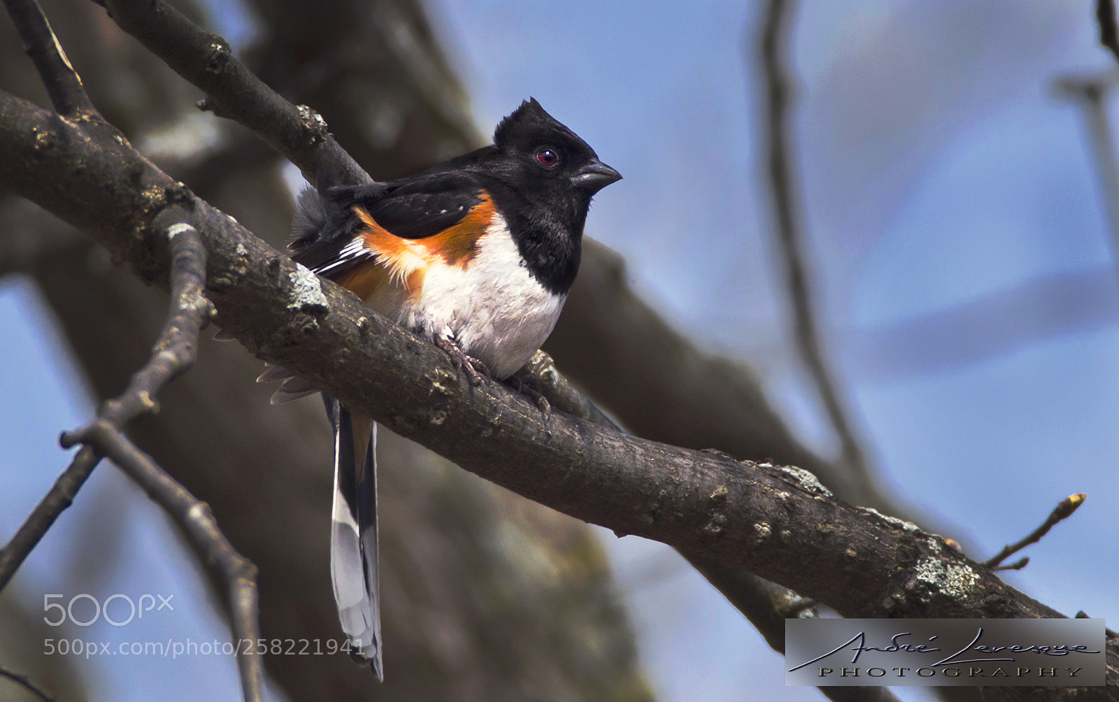 Nikon D7000 sample photo. Eastern towhee photography