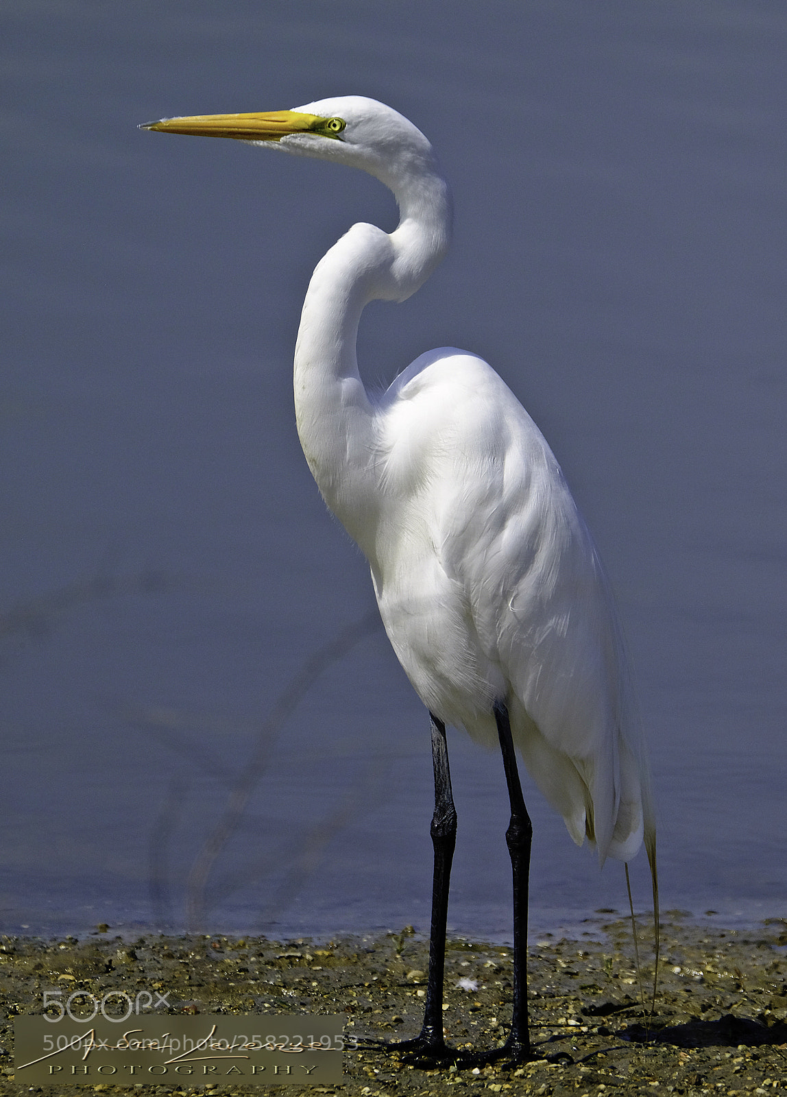 Fujifilm X-T10 sample photo. Great egret photography