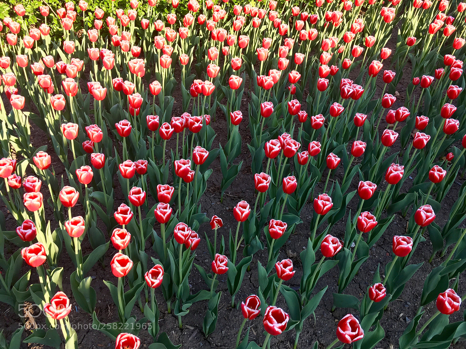 Apple iPhone SE sample photo. Flowers, i guess photography