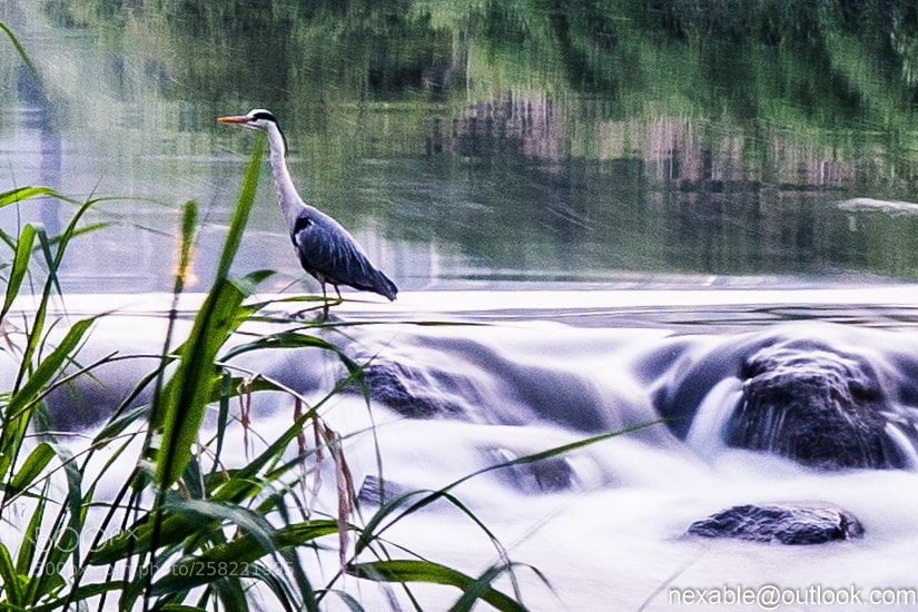 Sony a7 II sample photo. A morning walk photography