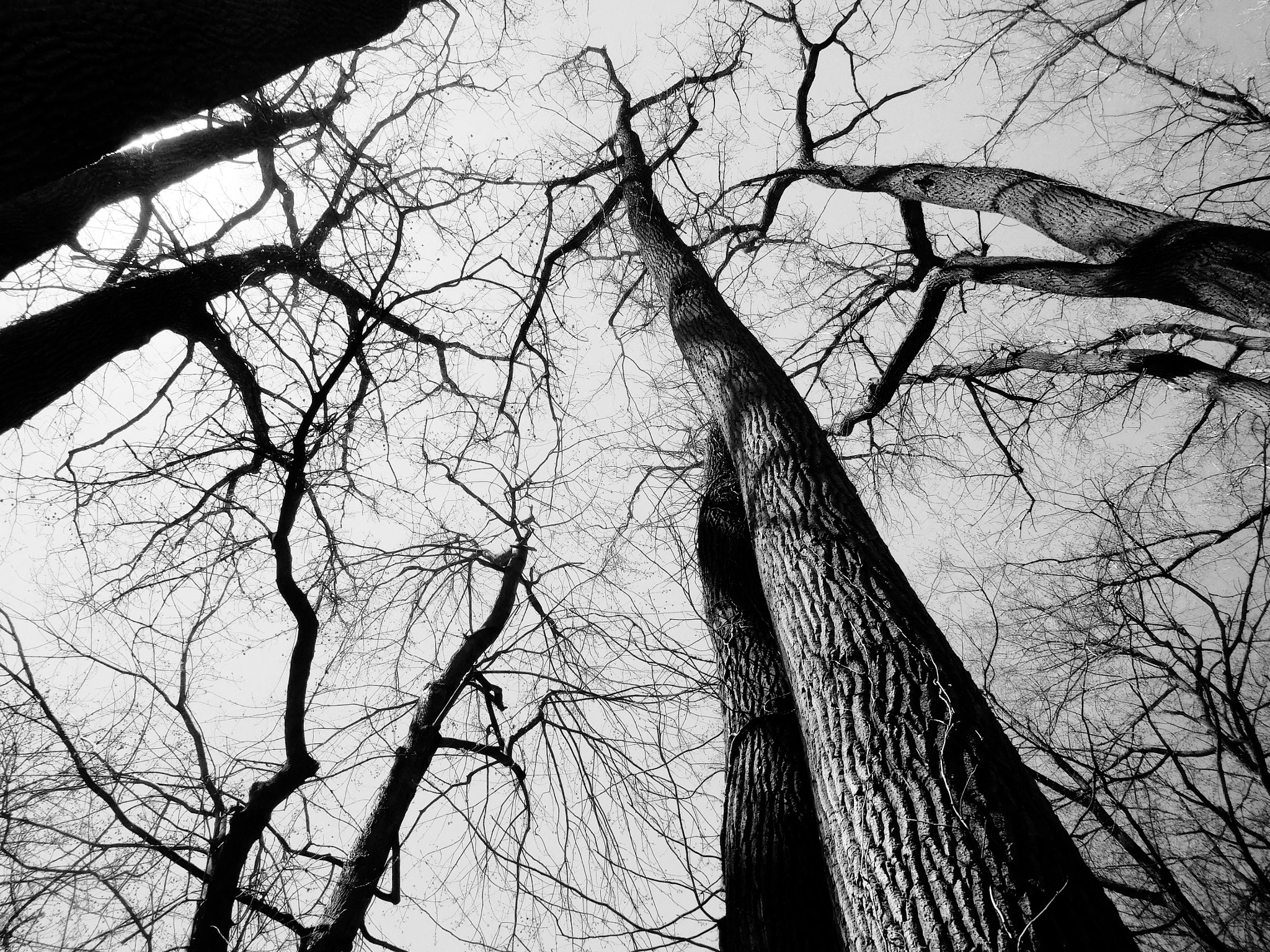 Nikon Coolpix S7000 sample photo. Nature noir 17 photography