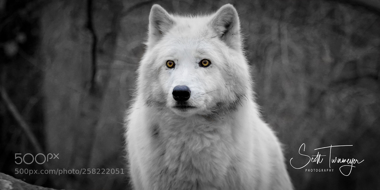Sony a6300 sample photo. Big bad wolf photography