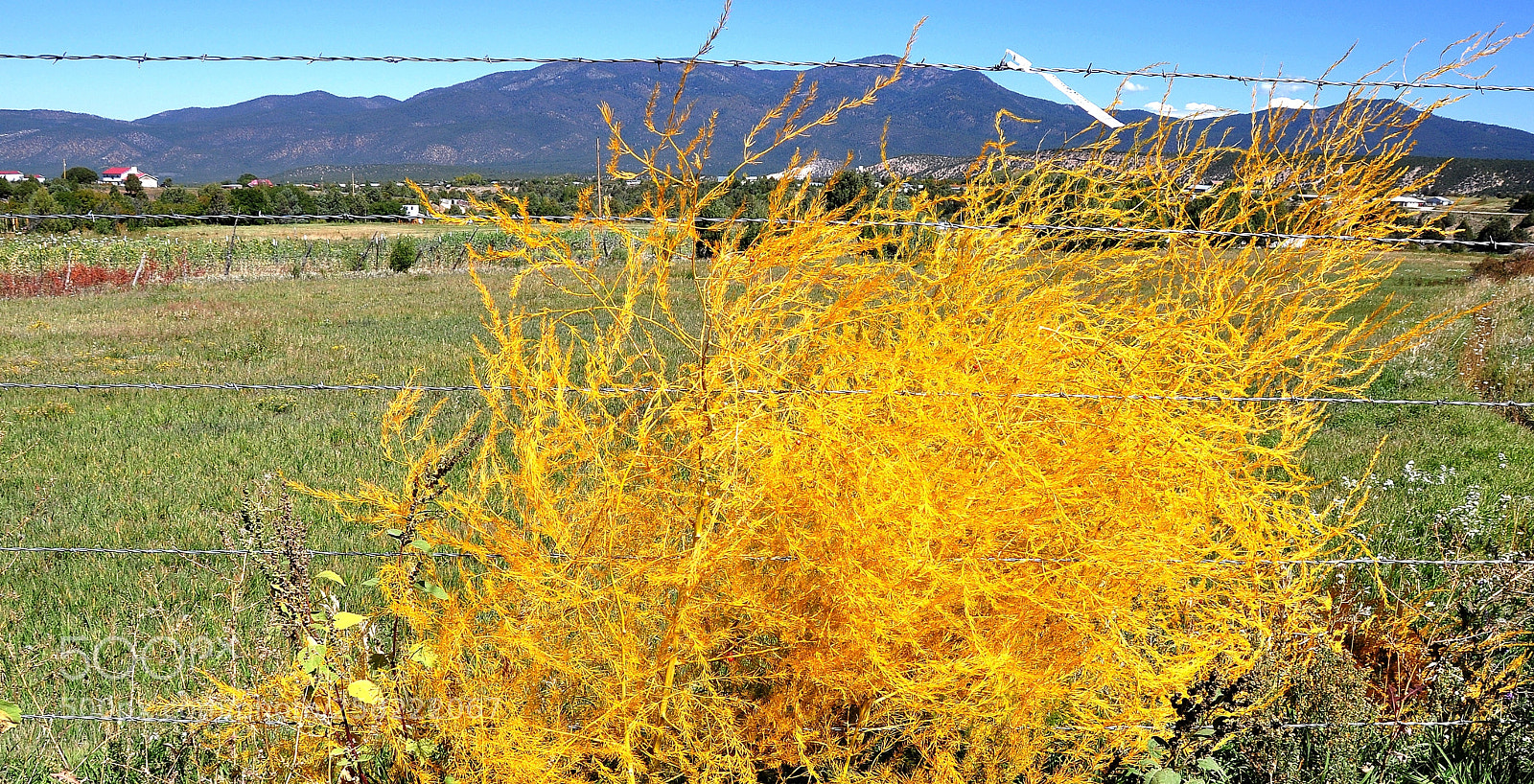Nikon D90 sample photo. Penasco yellowbush fall z photography
