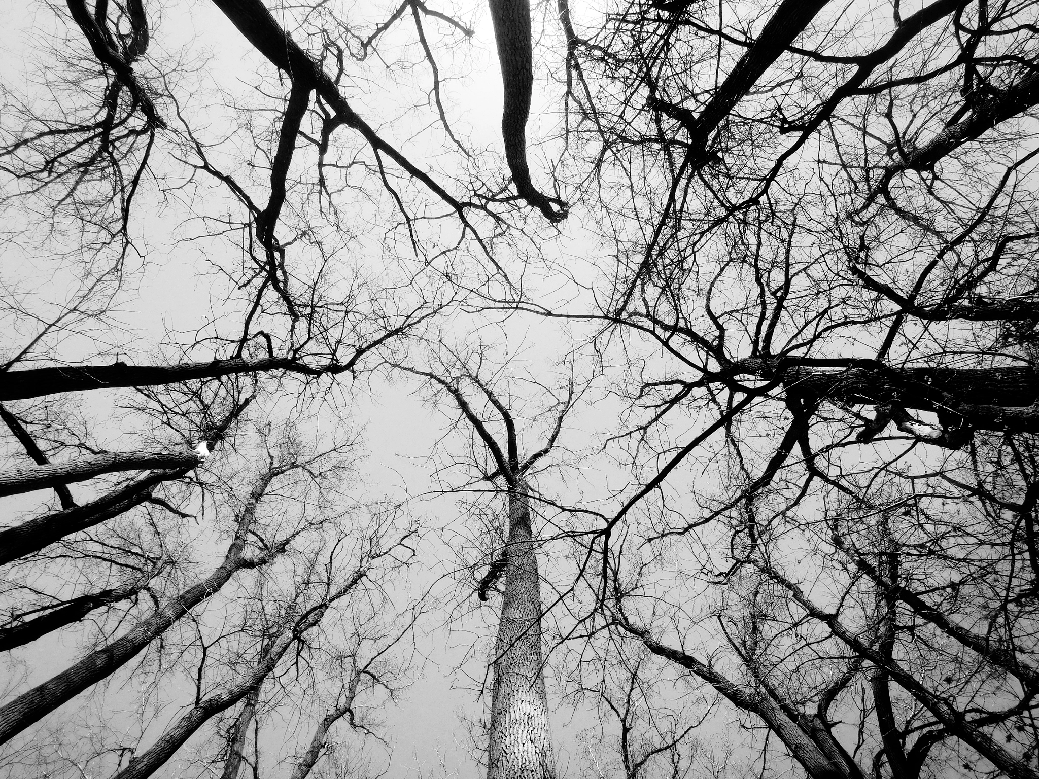 Nikon Coolpix S7000 sample photo. Nature noir 18 photography