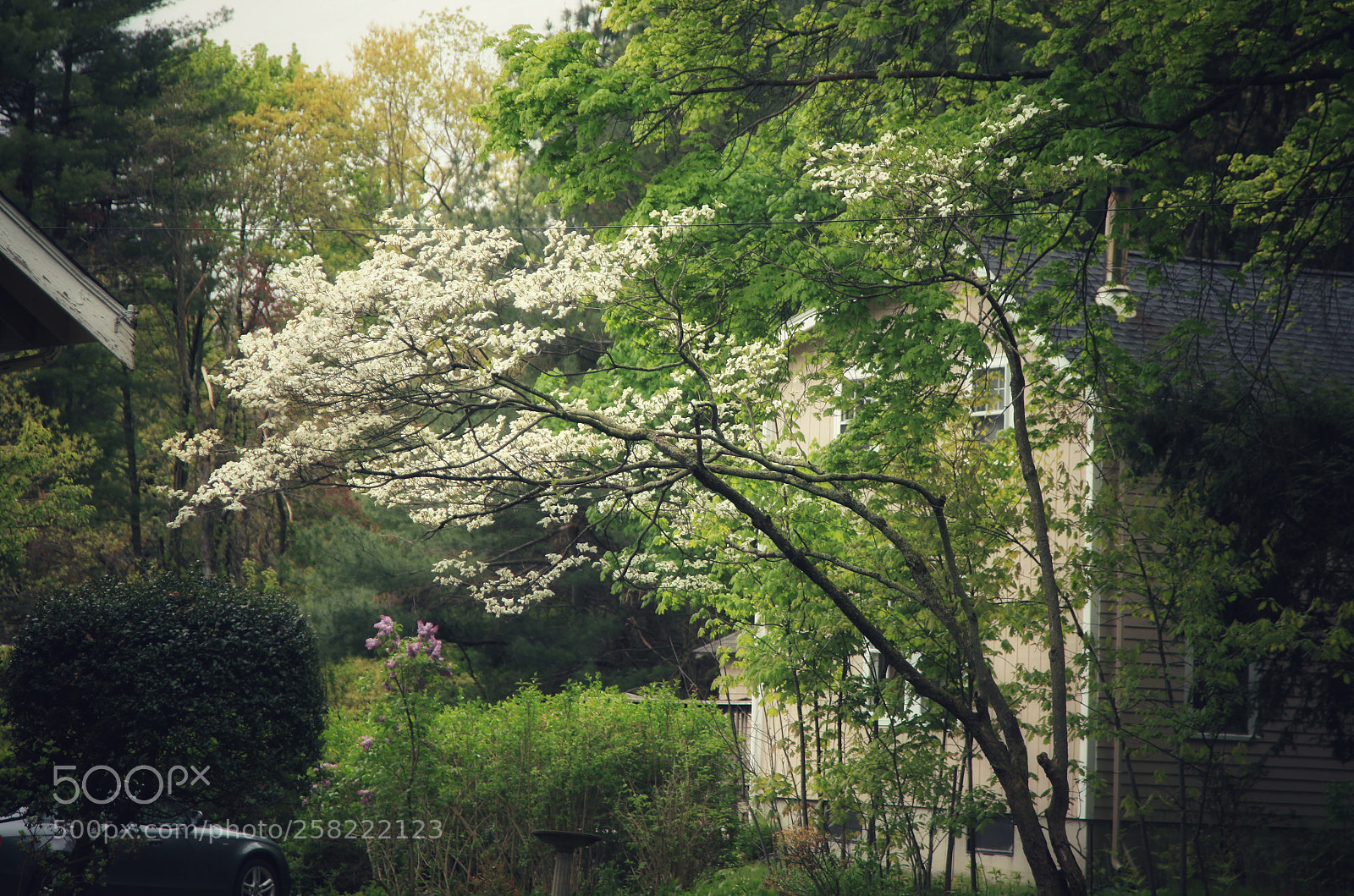 Canon EOS 5D Mark II sample photo. Greenery photography