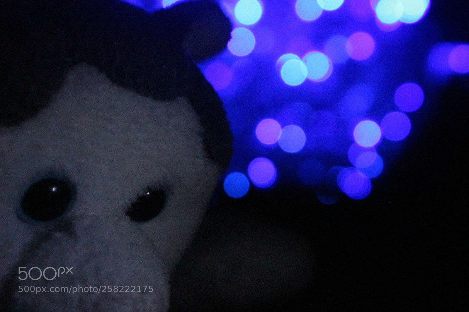 Canon EOS 600D (Rebel EOS T3i / EOS Kiss X5) sample photo. Img photography