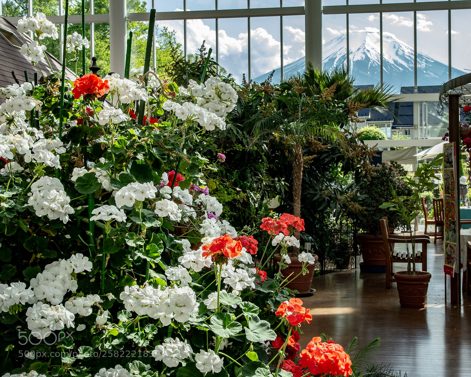 Nikon D7200 sample photo. Mt.fuji from the greenhouse photography
