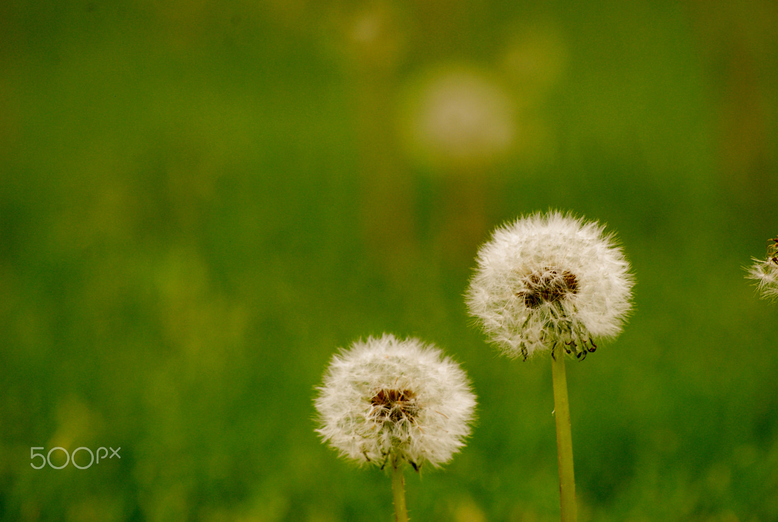 Nikon D80 sample photo. Messenger photography