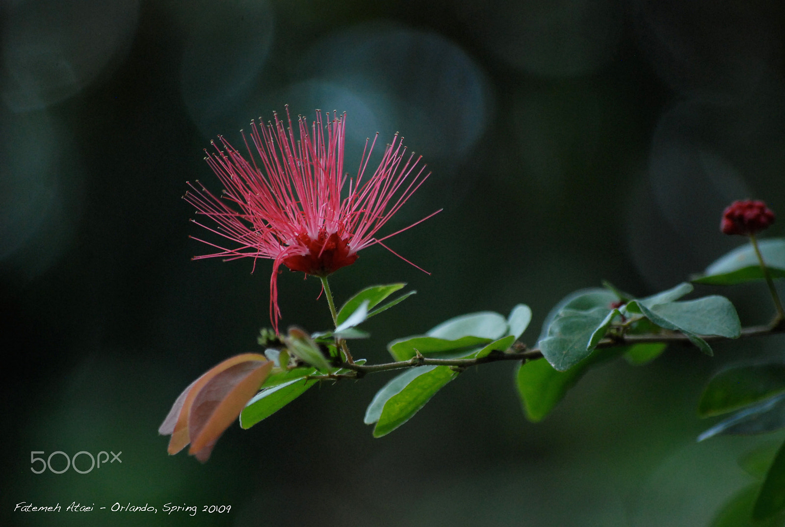 Nikon D80 sample photo. Persian silk photography