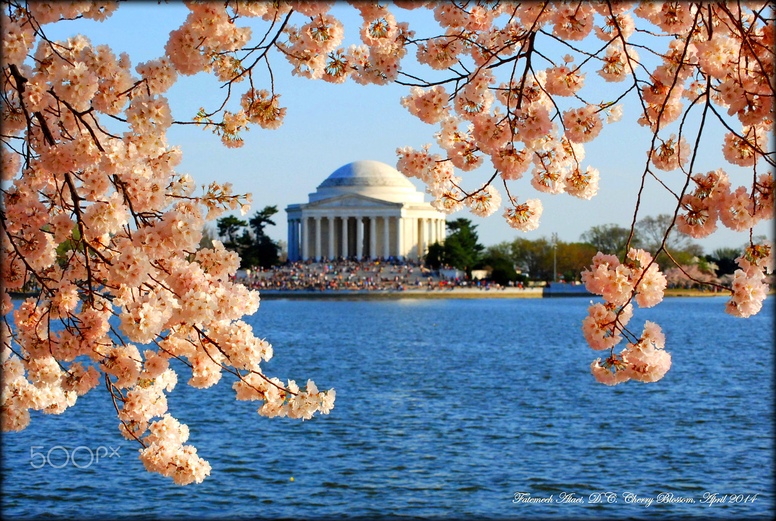 Nikon D80 sample photo. Dcblossom photography