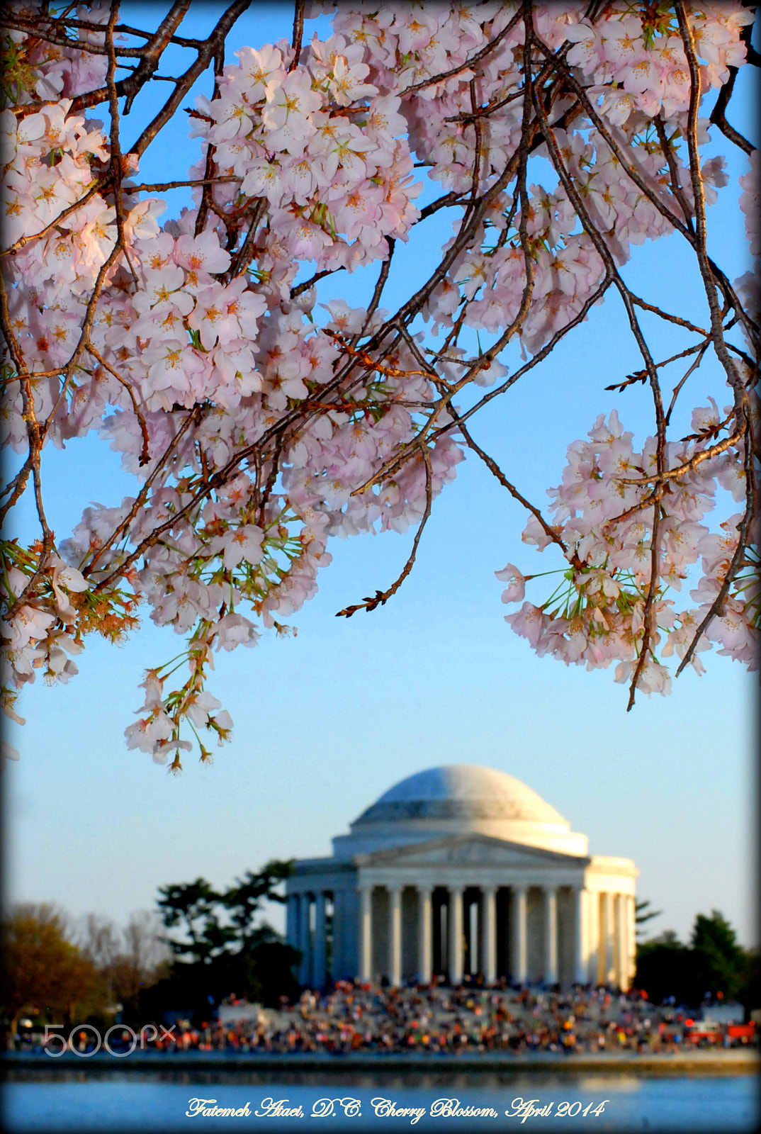 Nikon D80 sample photo. Cherry blossom photography