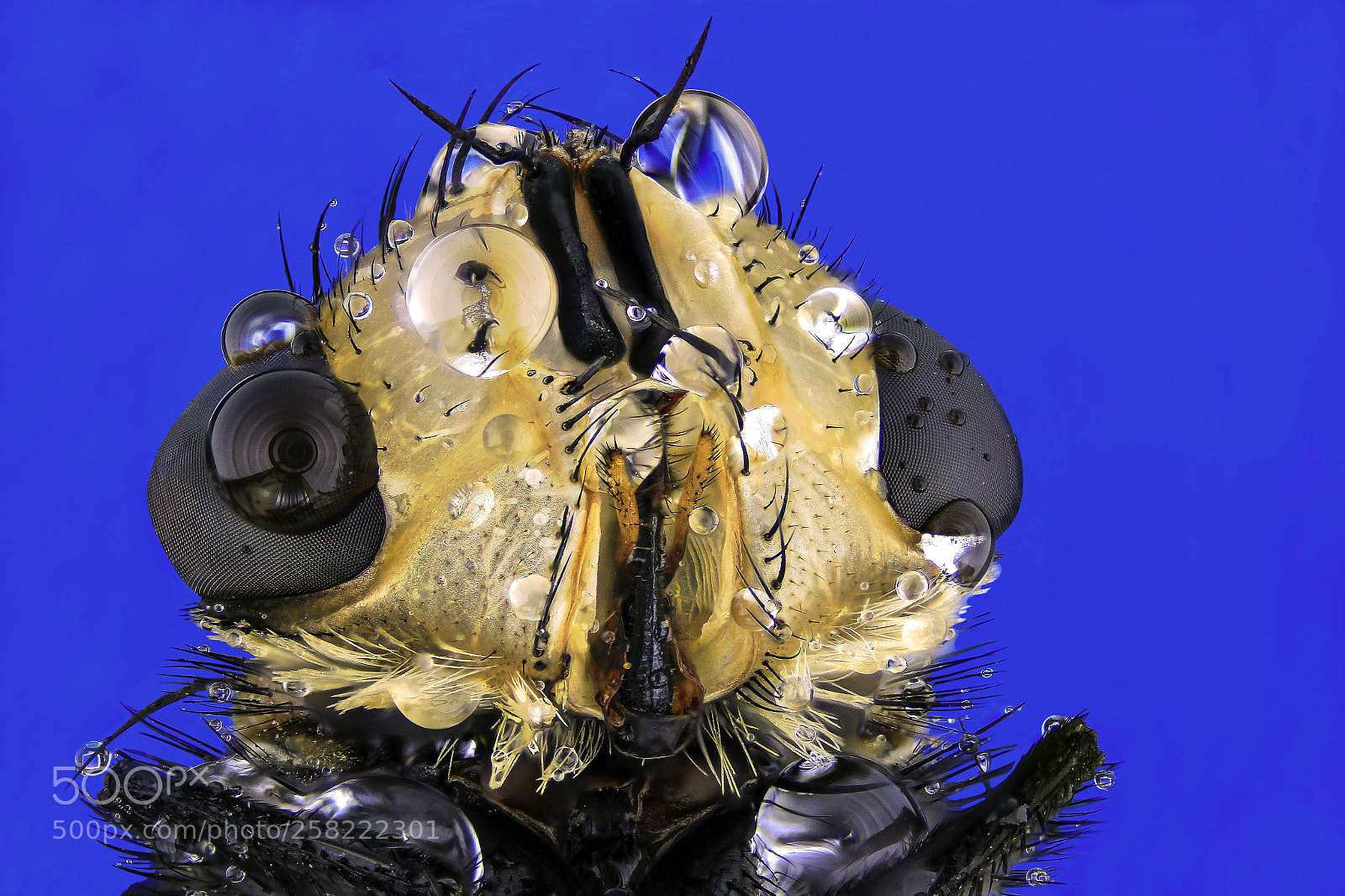 Canon EOS 600D (Rebel EOS T3i / EOS Kiss X5) sample photo. Hover fly & drops. photography