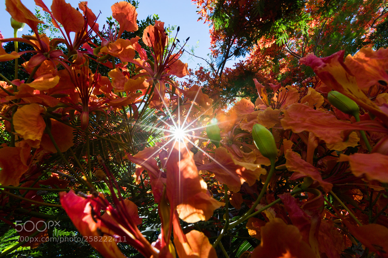 Canon EOS 6D Mark II sample photo. Untitled photography