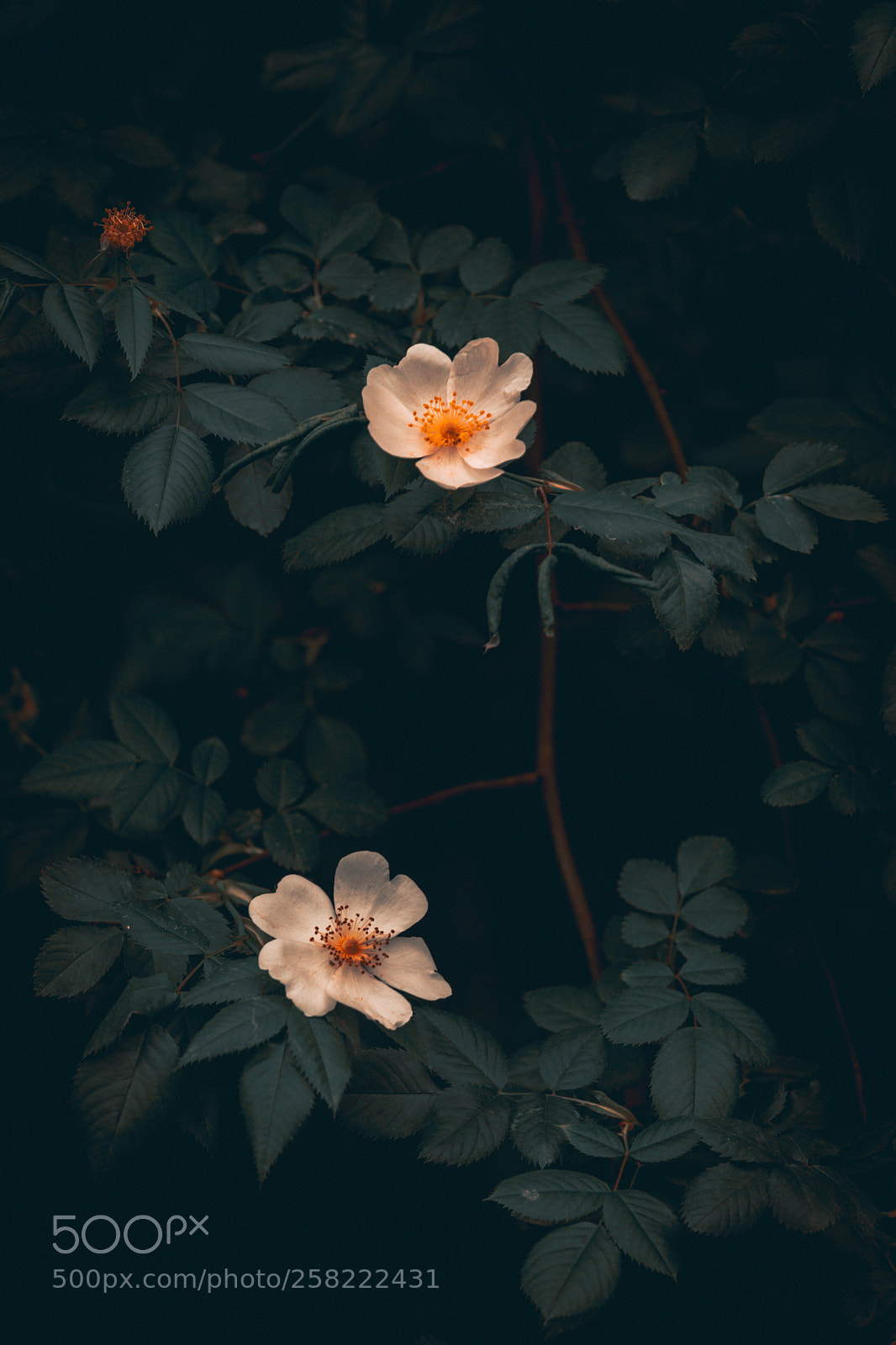 Sony a7 sample photo. Moody duo photography