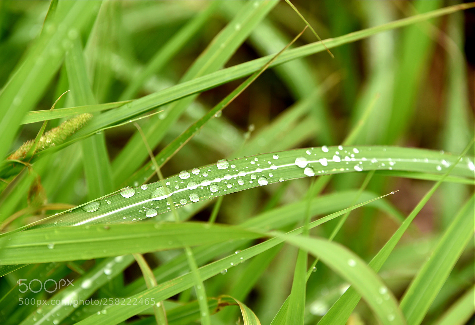 Nikon D750 sample photo. * the tear drops photography