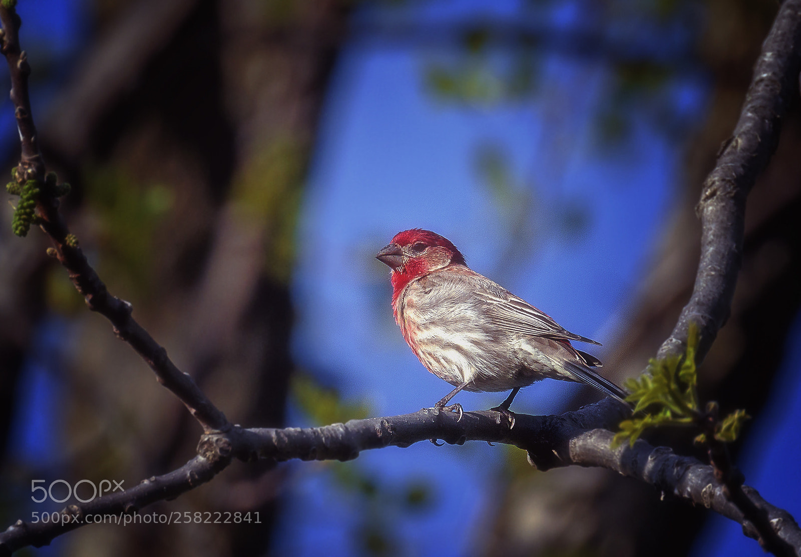 Canon EOS 7D Mark II sample photo. House finch photography