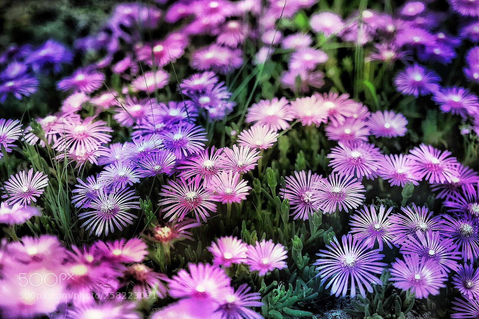Nikon D7200 sample photo. Flower photography