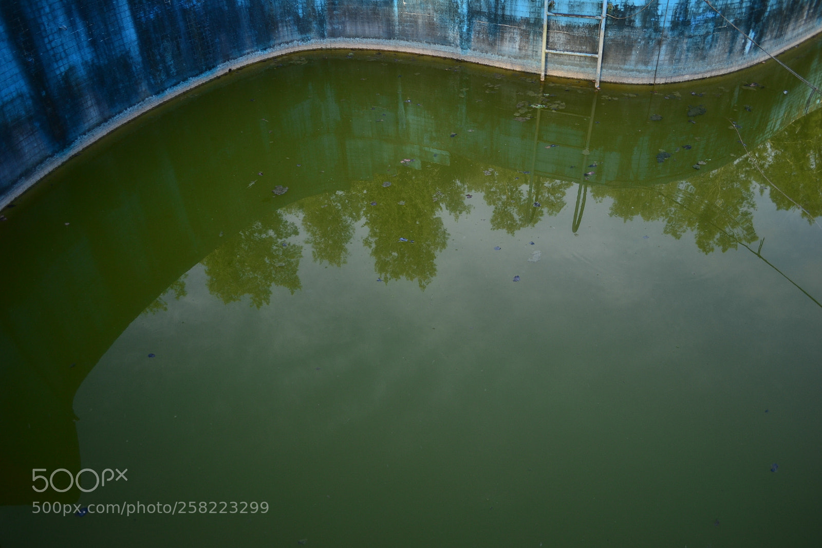 Nikon D3100 sample photo. Green swimmingpool photography