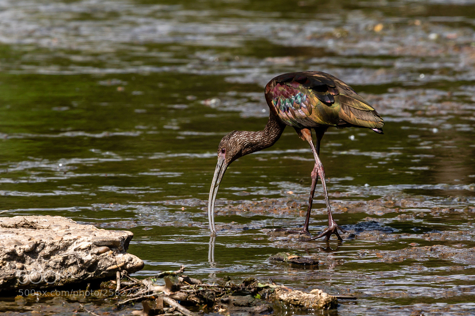 Canon EOS 7D Mark II sample photo. White faced ibis in photography