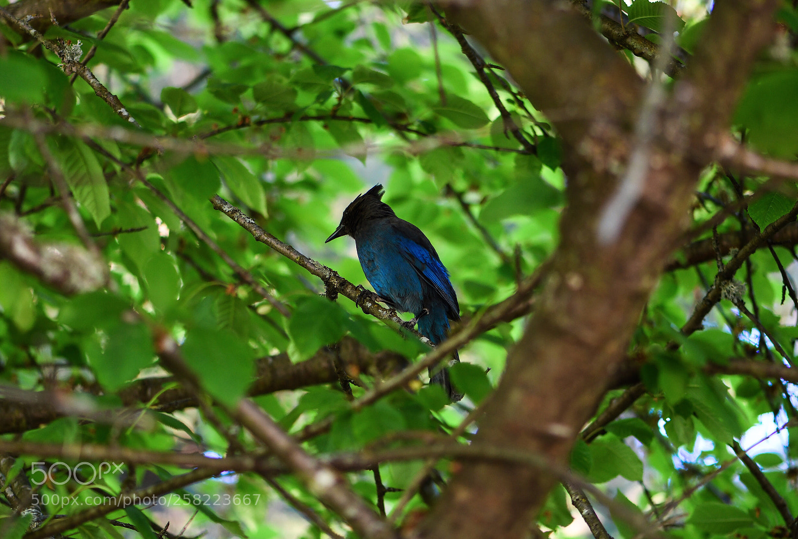 Nikon D850 sample photo. Blue jay. photography
