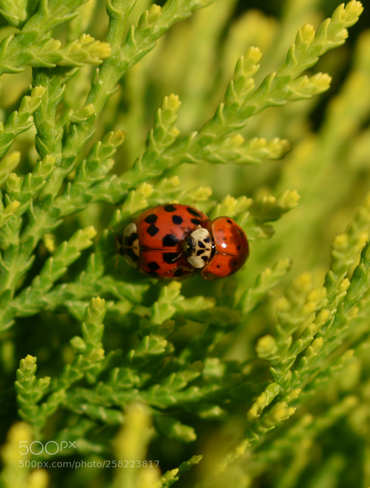Nikon D3400 sample photo. Ladybirds photography