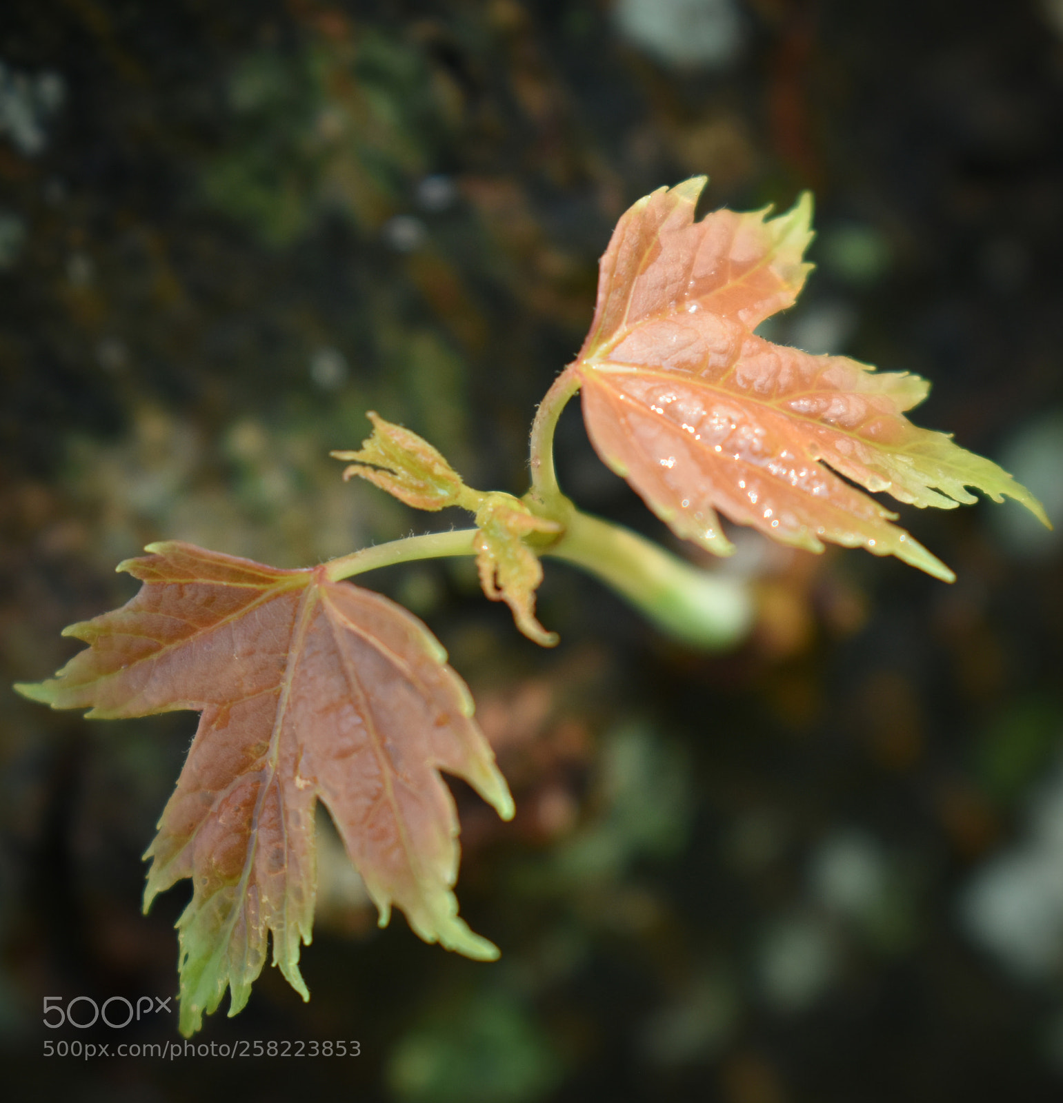 Nikon D3400 sample photo. Maple growth from the photography
