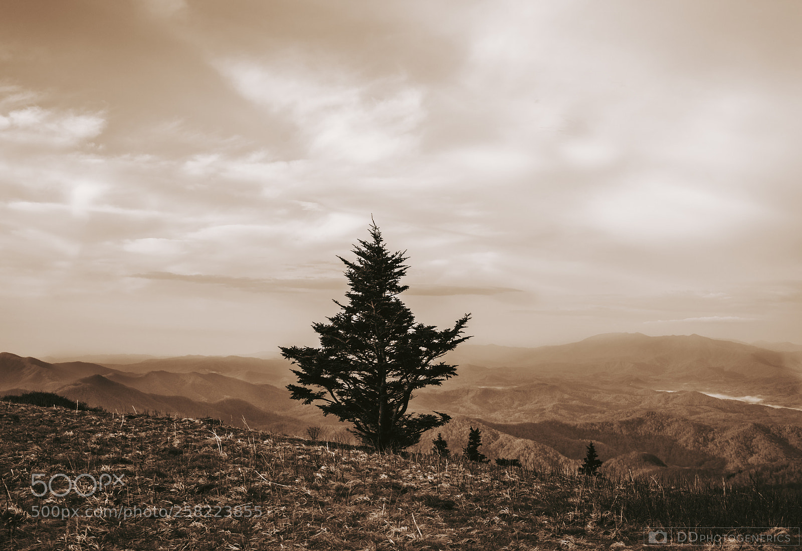 Sony a7 sample photo. Roan mountain tn photography