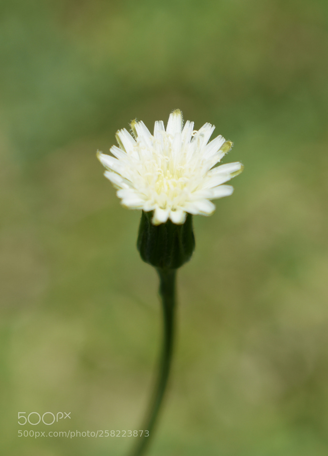 Nikon D3400 sample photo. Hawkweed bloom photography