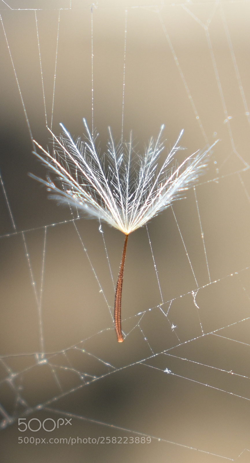 Nikon D3400 sample photo. Hawkweed seed in a photography