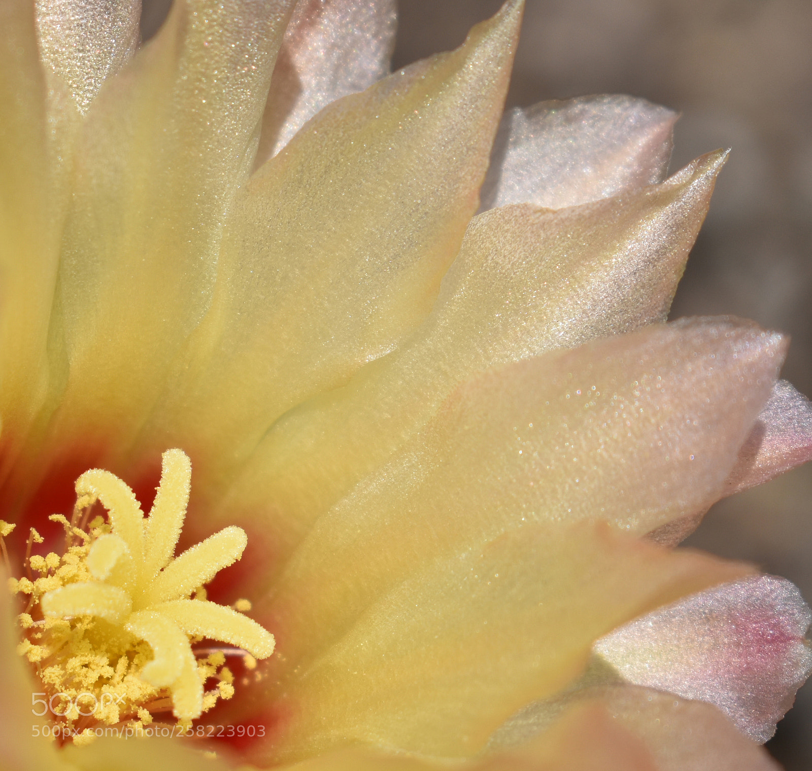 Nikon D3400 sample photo. Sparkling cactus bloom photography