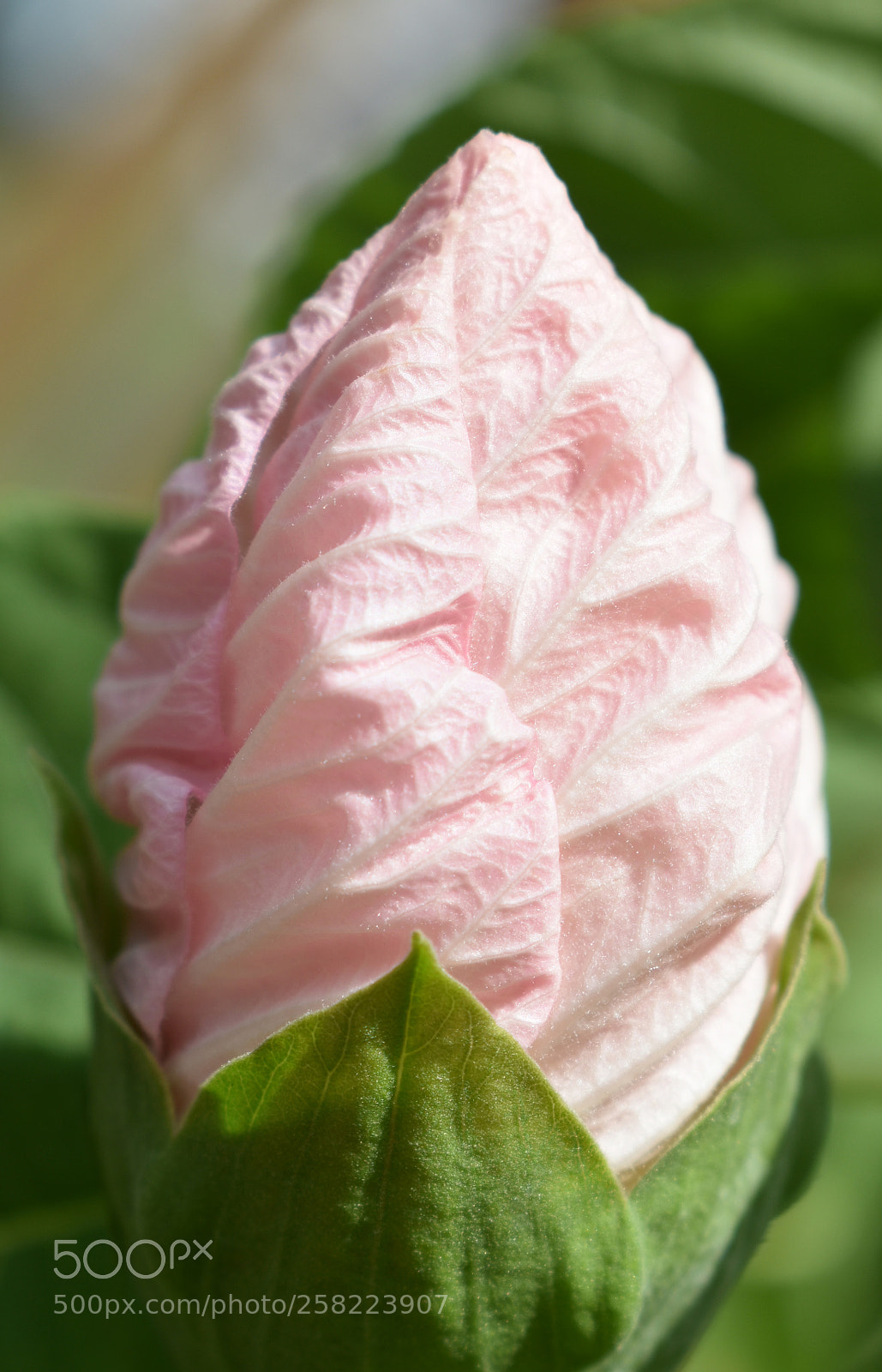 Nikon D3400 sample photo. Hibiscus bud photography
