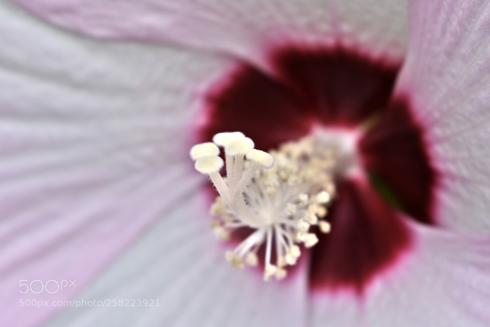 Nikon D3400 sample photo. Hibiscus stigma photography