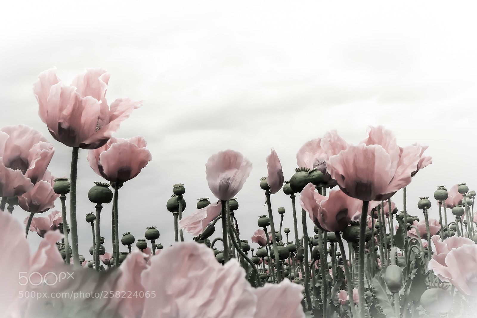 Fujifilm X-T1 sample photo. Pink photography