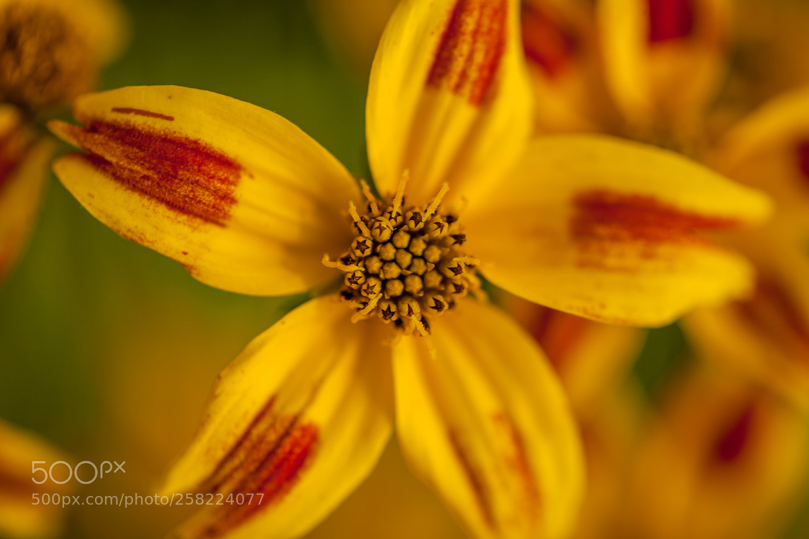 Canon EOS 5D Mark II sample photo. A cute flower... photography