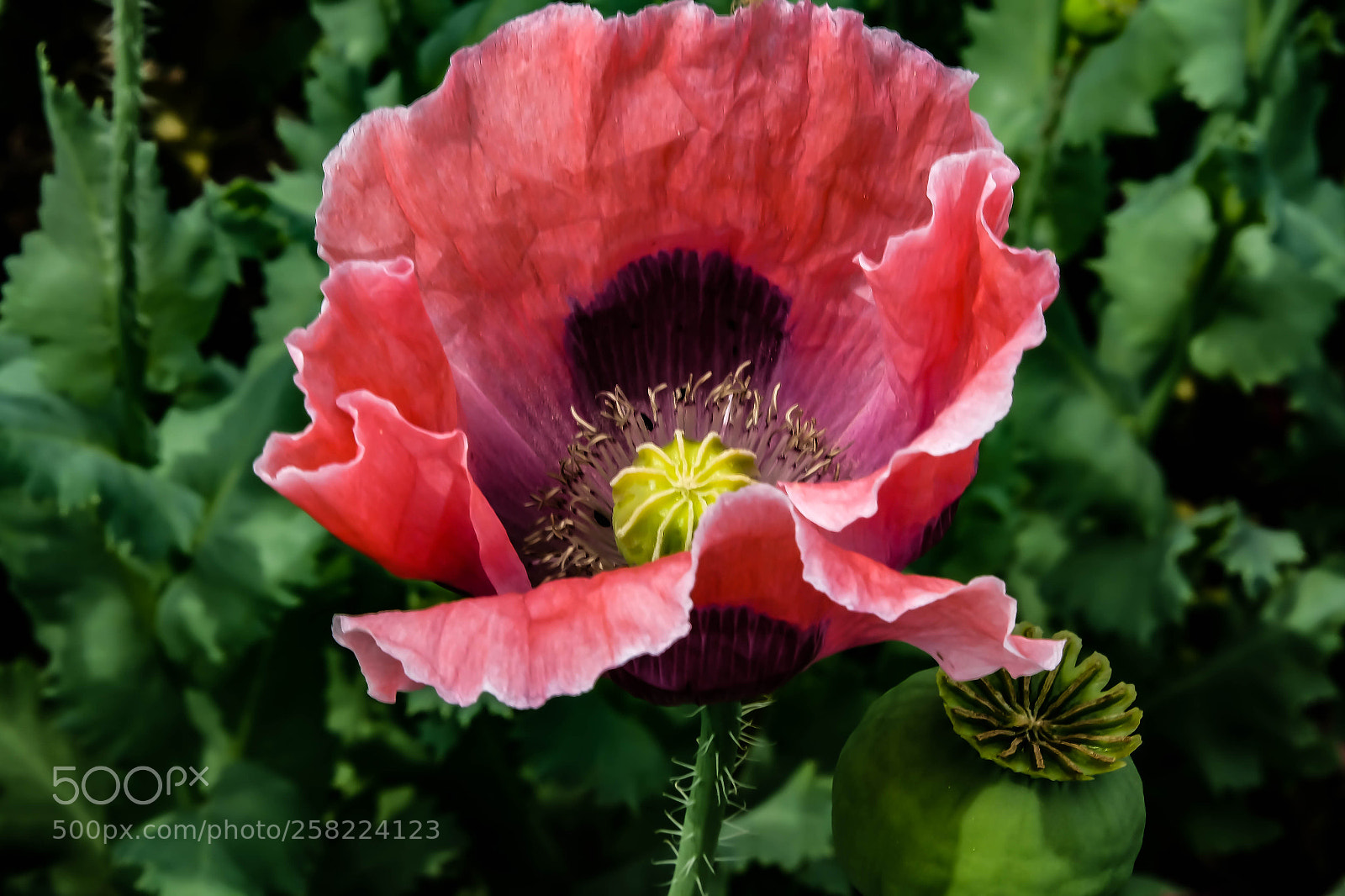 Fujifilm X-T1 sample photo. Flower photography
