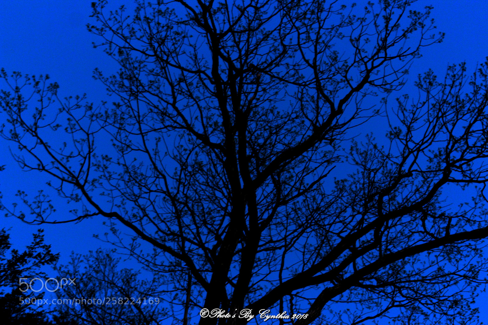 Canon EOS 1300D (EOS Rebel T6 / EOS Kiss X80) sample photo. The blue hour tree photography