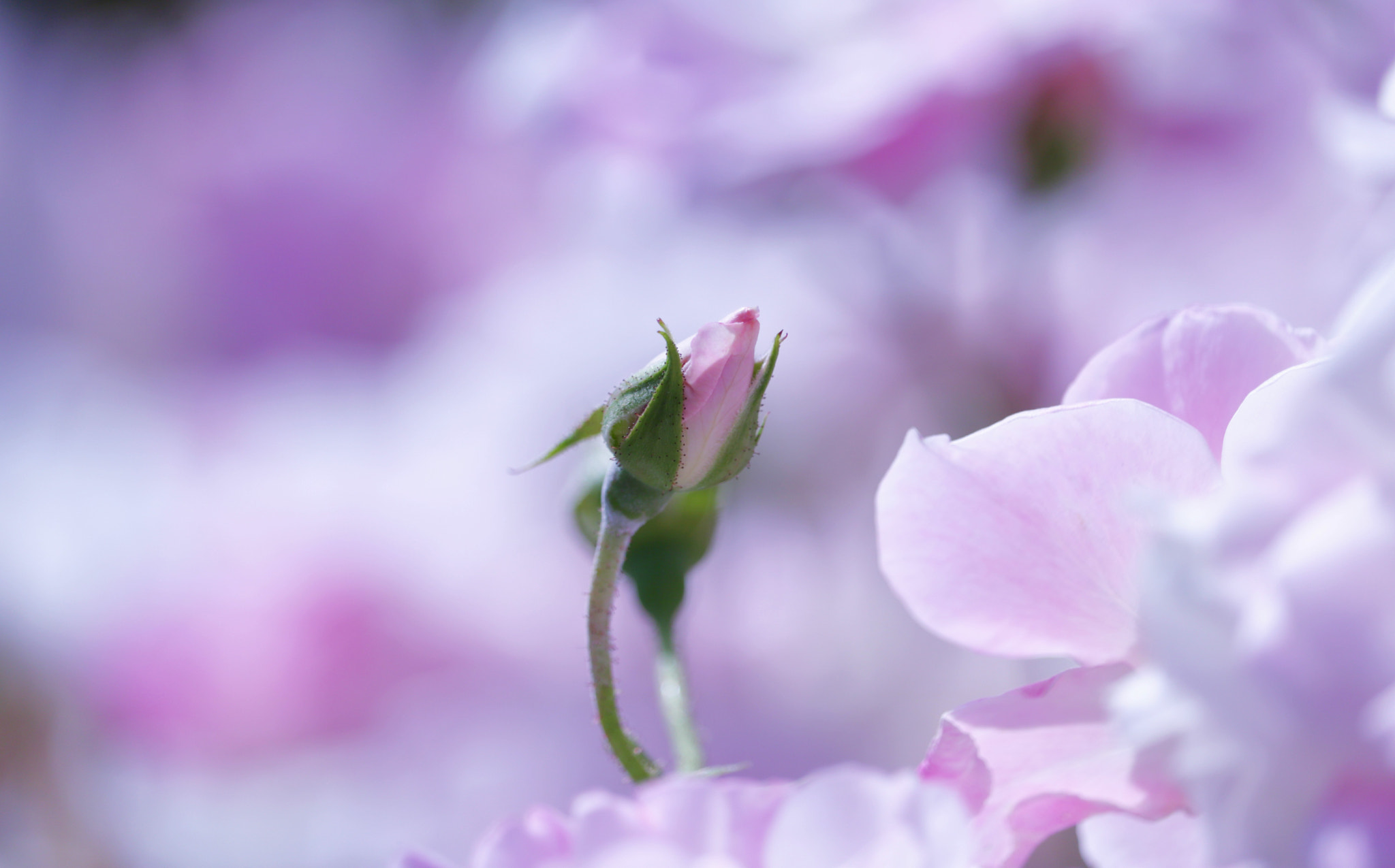 Canon EOS 750D (EOS Rebel T6i / EOS Kiss X8i) sample photo. Bud of pink roses photography