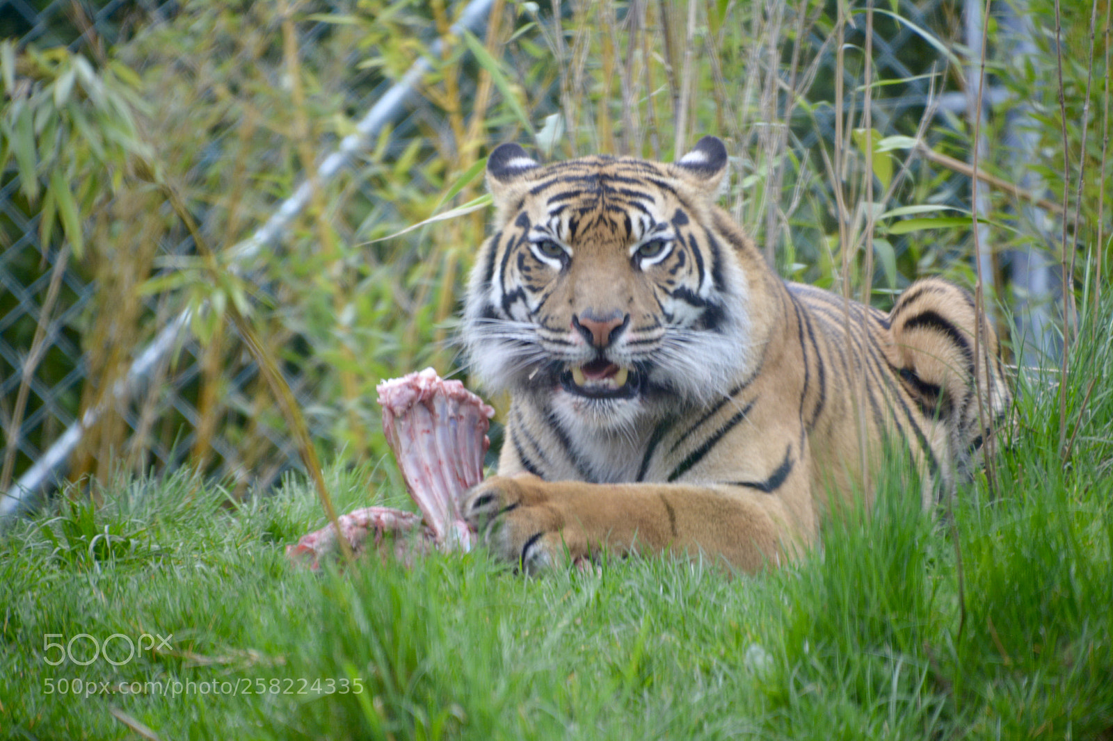 Nikon D5200 sample photo. Untitled photography