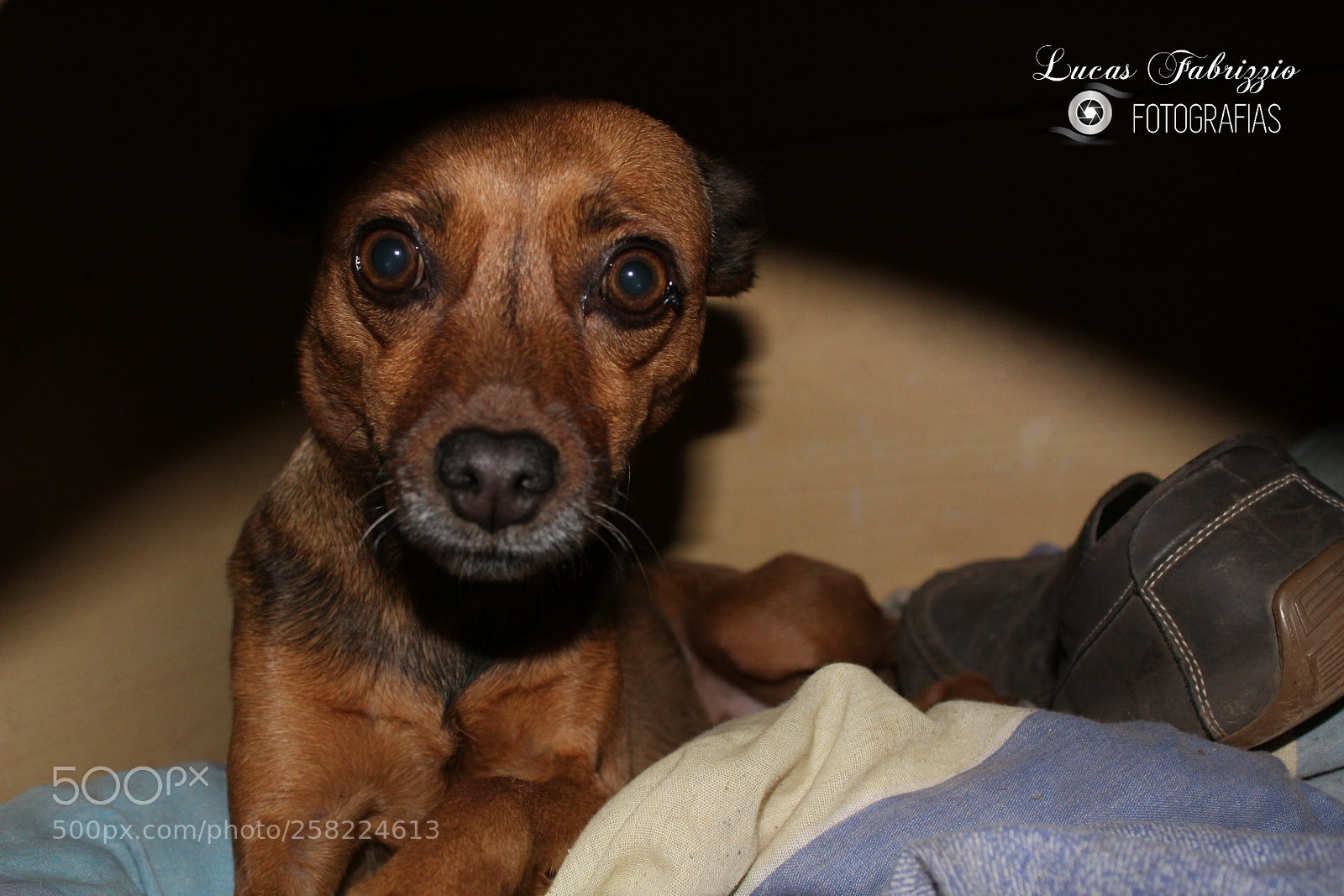 Canon EOS 1300D (EOS Rebel T6 / EOS Kiss X80) sample photo. Cachorrinha mel photography