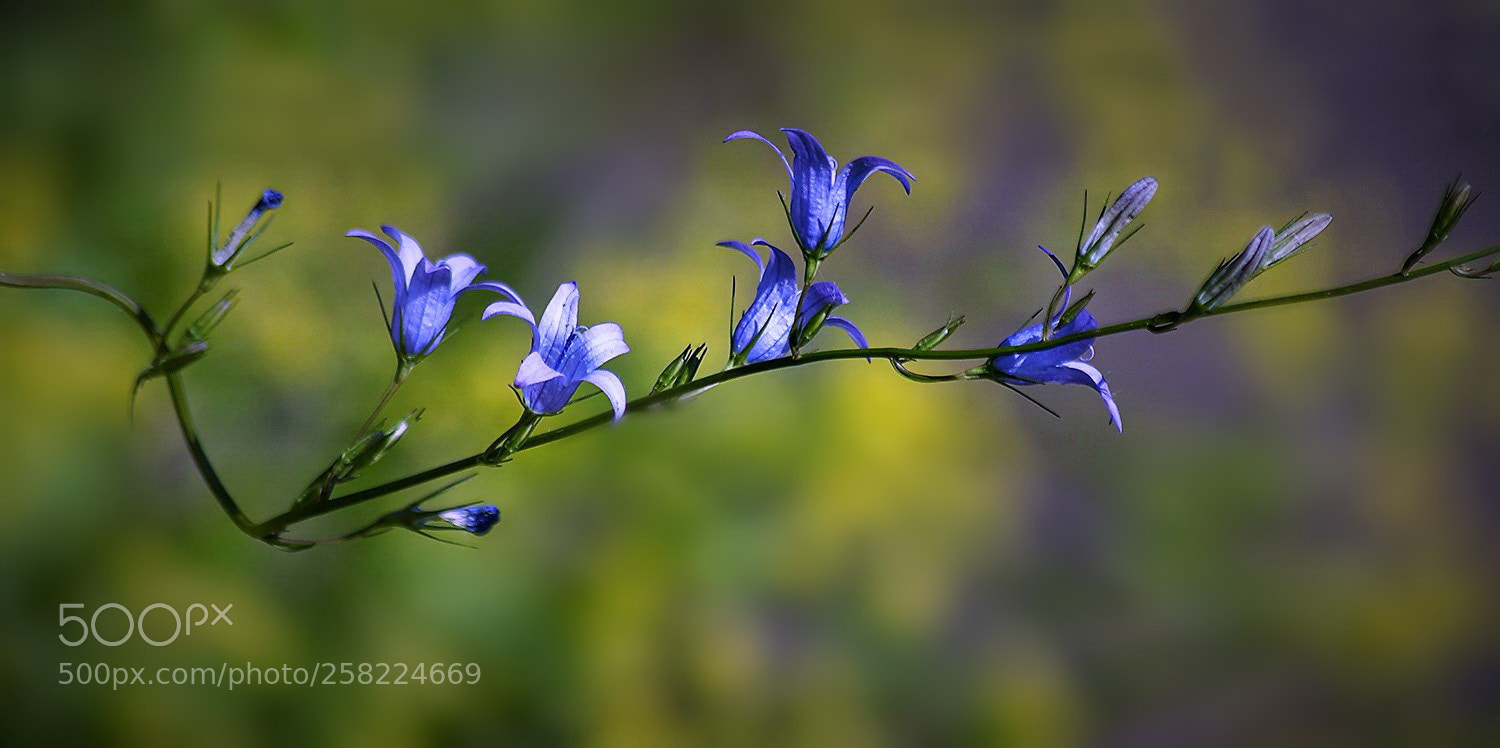 Nikon D5000 sample photo. — photography