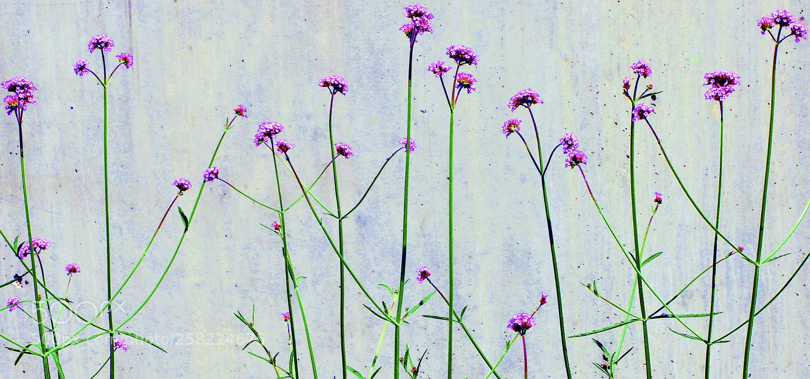 Canon EOS 7D Mark II sample photo. Blooming photography
