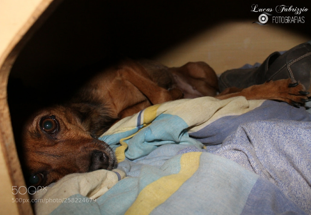 Canon EOS 1300D (EOS Rebel T6 / EOS Kiss X80) sample photo. Cachorrinha melzinha photography
