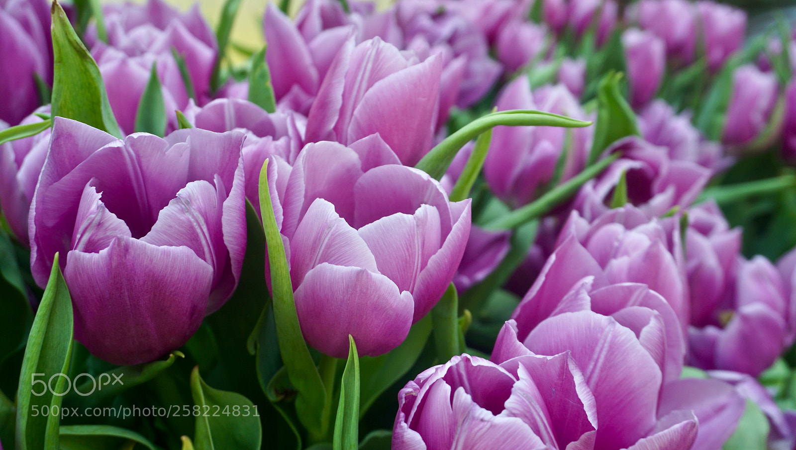 Sony a6000 sample photo. Bunch of tulips photography