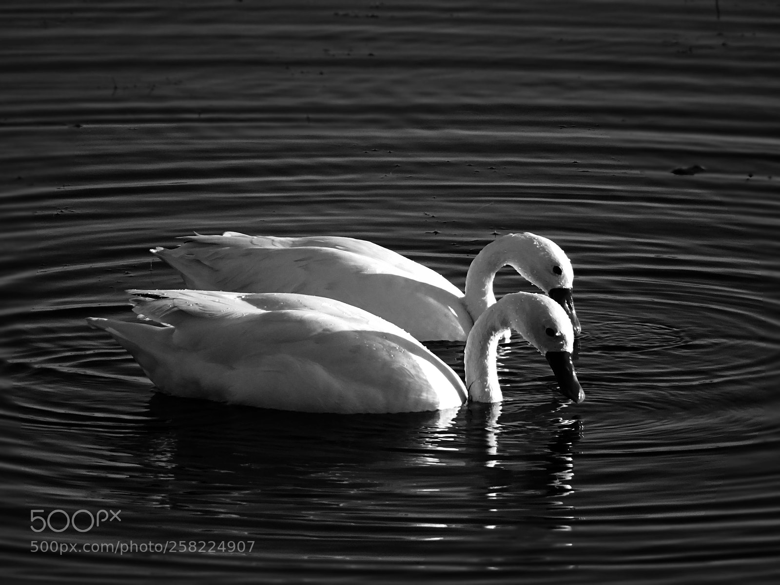Sony Cyber-shot DSC-HX400V sample photo. Algarrobo photography