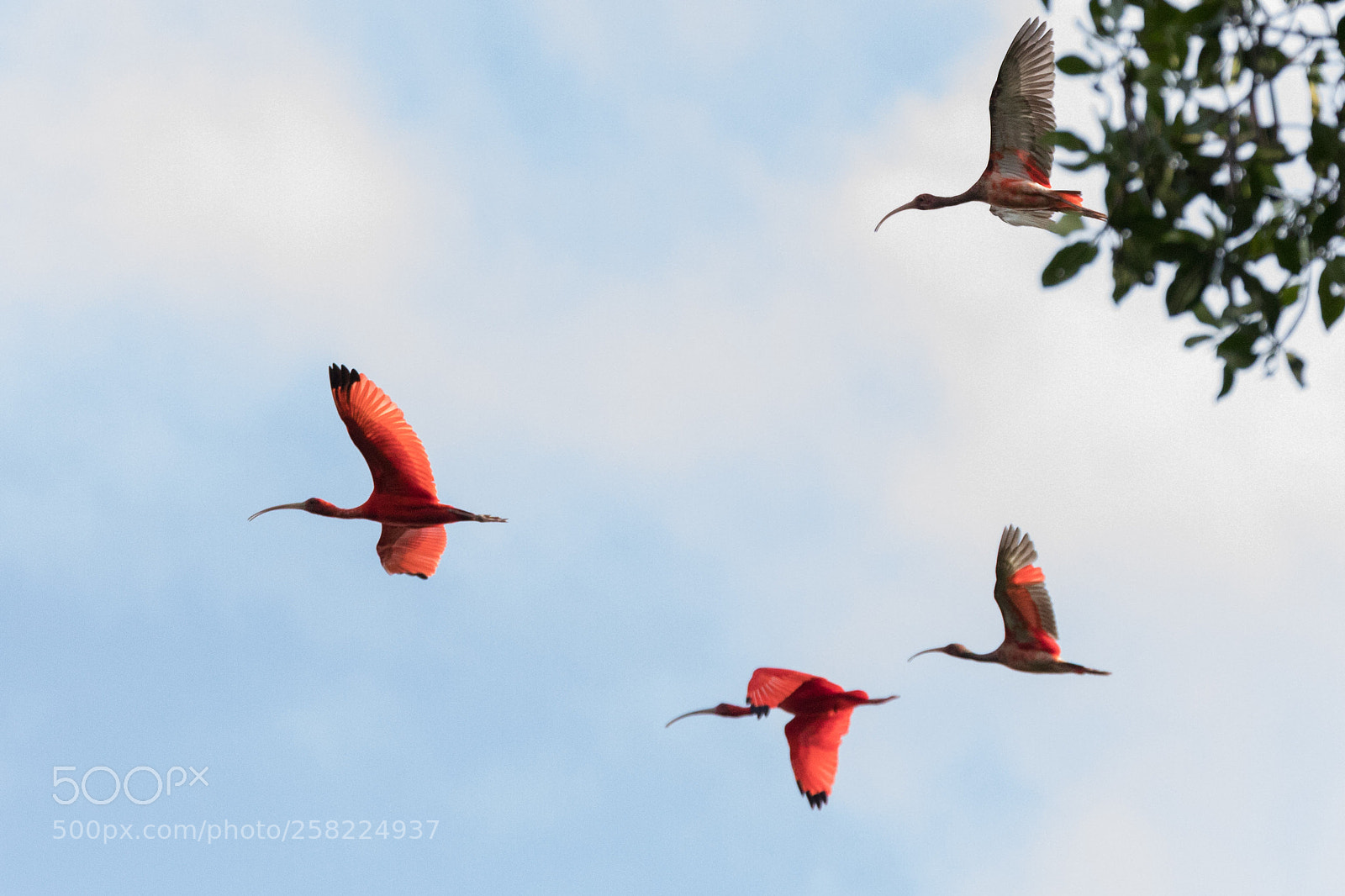 Canon EOS 5D Mark IV sample photo. Scarlet ibis photography