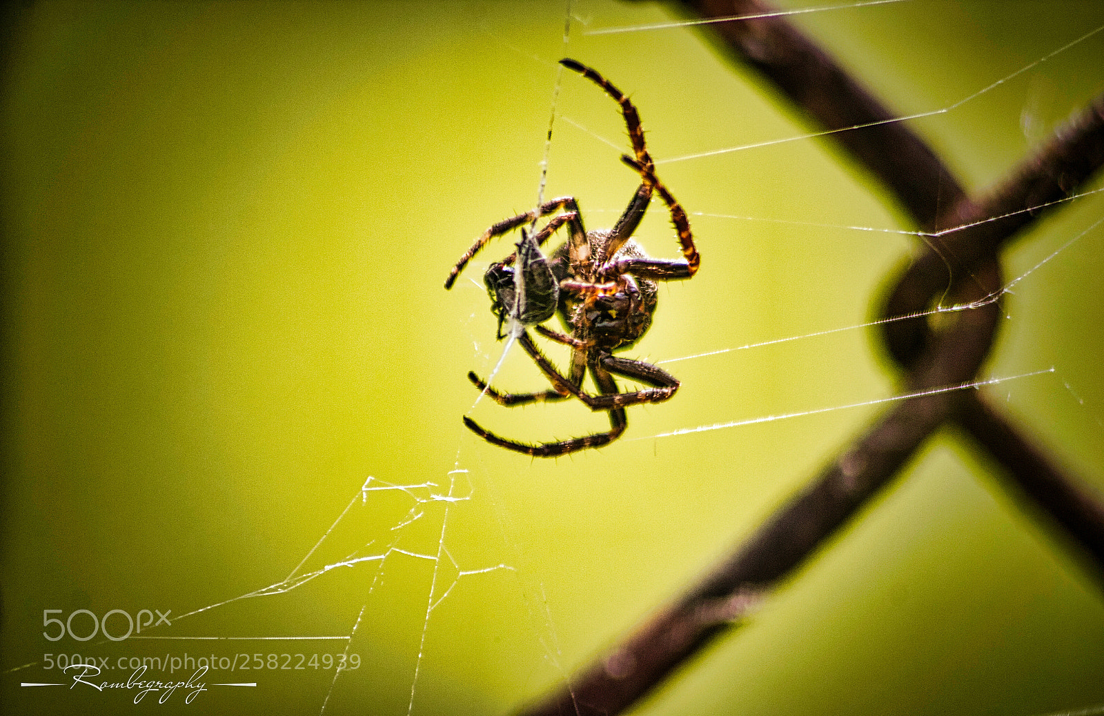 Canon EOS 600D (Rebel EOS T3i / EOS Kiss X5) sample photo. Spider and his victim photography