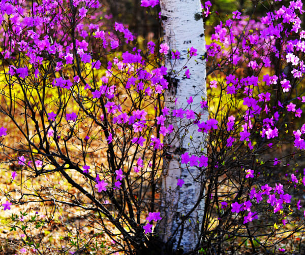 白桦树下的杜鹃花by 风沙渡 500px