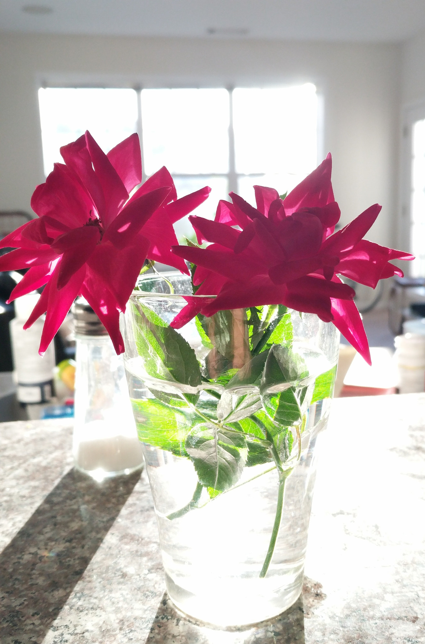 Google Pixel XL sample photo. Home grown roses photography