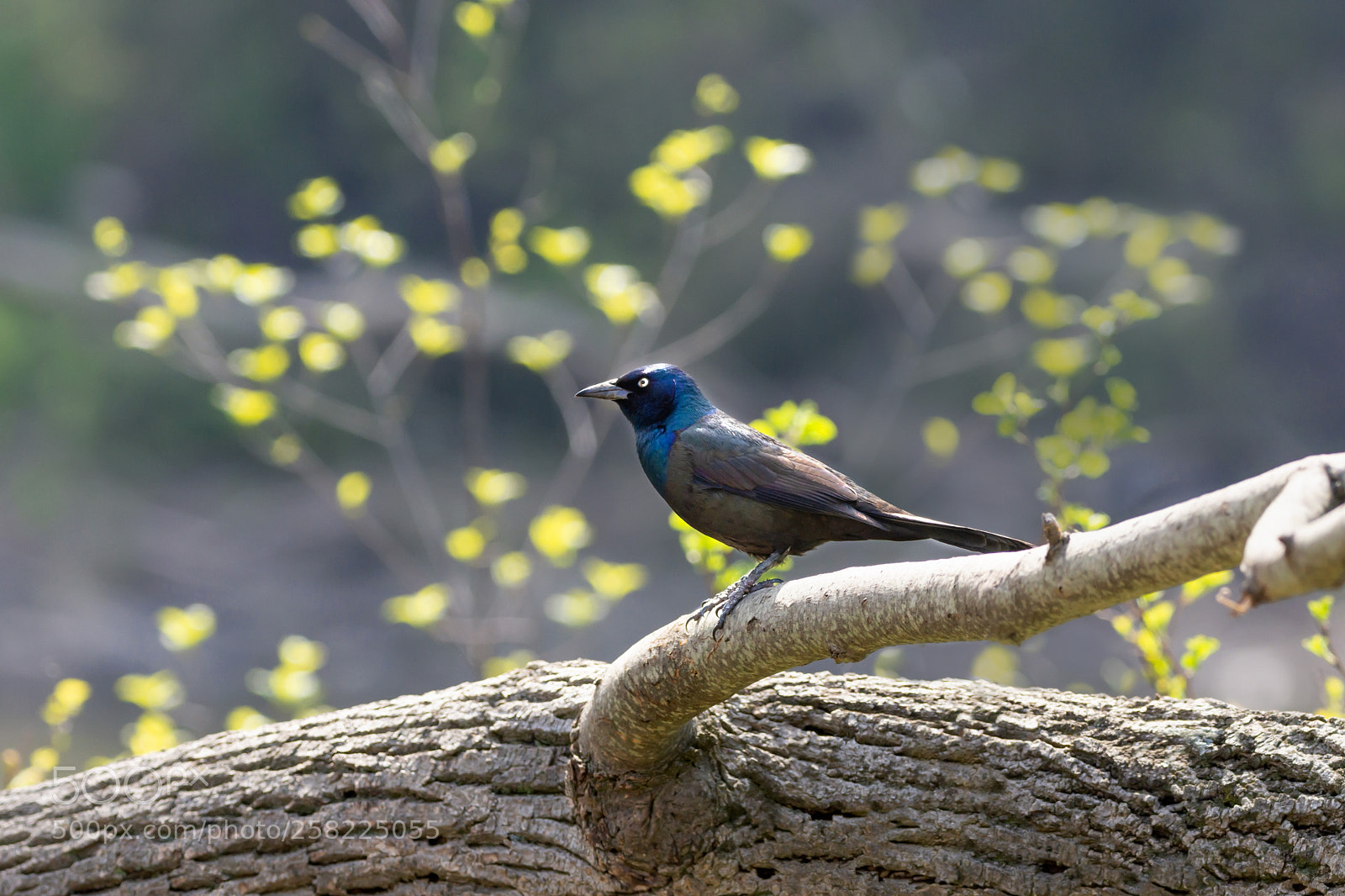 Nikon D7200 sample photo. Common grackle 02 photography
