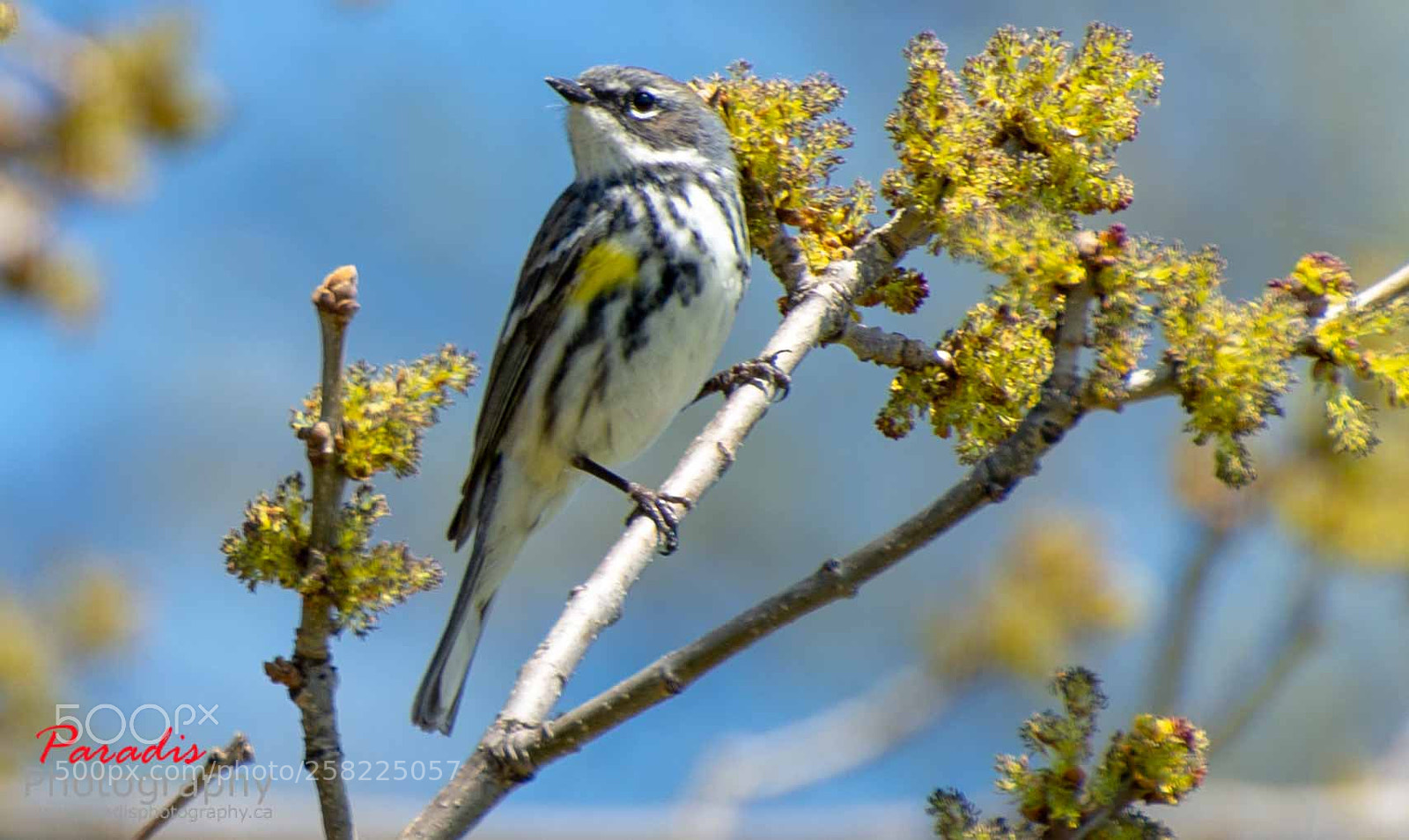 Nikon D600 sample photo. Yellow rumped warbler photography
